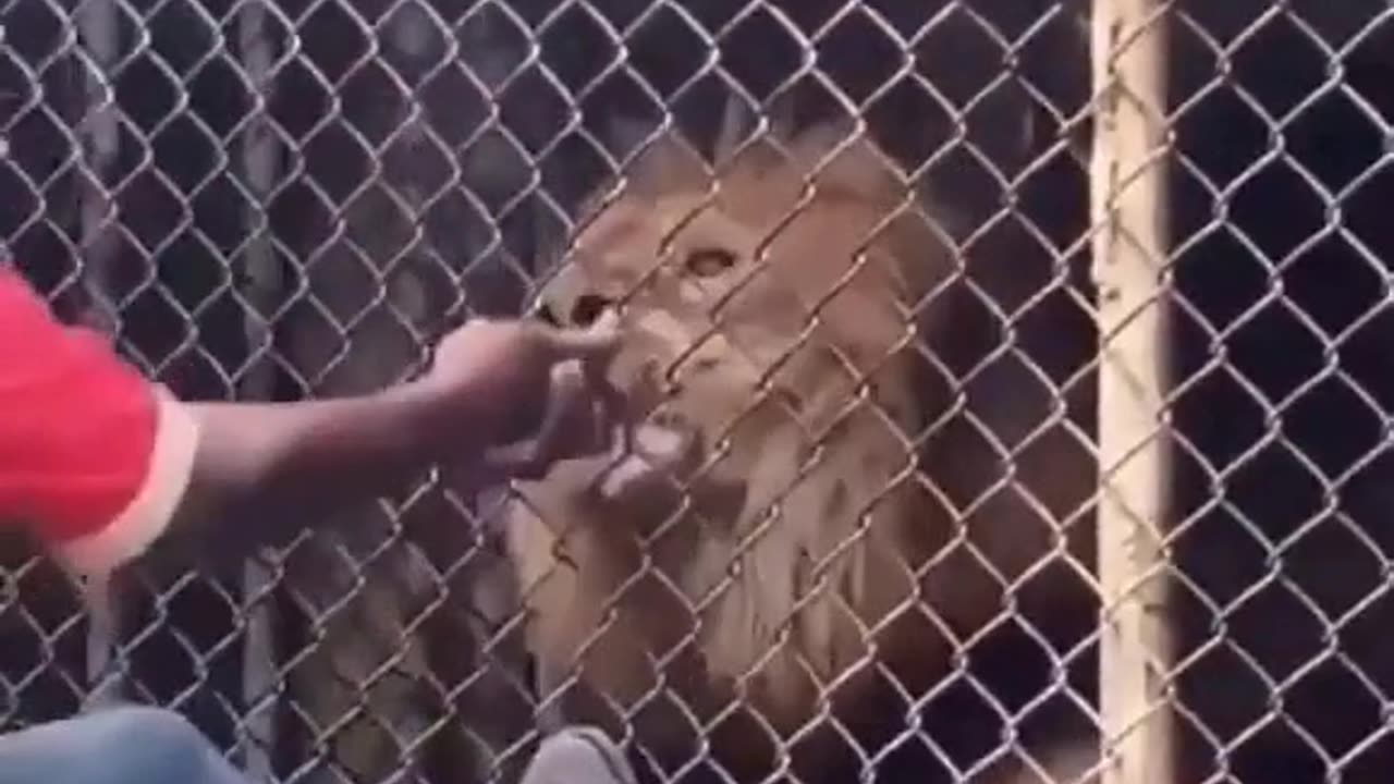 Why You Shouldn't Tease Caged Animals - FAFO