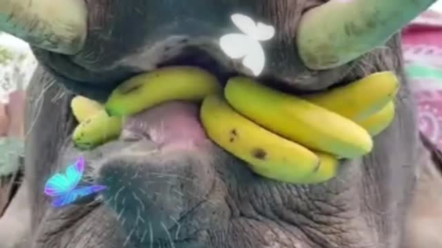 Watch This Video how Elephant Eats Banana 🍌 🐘 Elephant Eating Banana#Video 😆😁😄