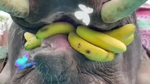 Watch This Video how Elephant Eats Banana 🍌 🐘 Elephant Eating Banana#Video 😆😁😄