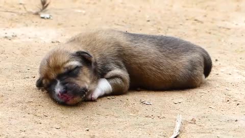 Mother dog tries to her Newborn puppies