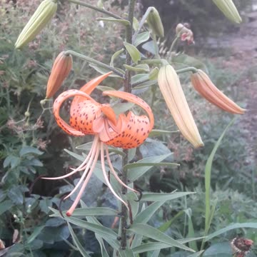 Tiger lily bloomed