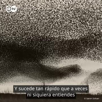 El cielo explota con la belleza de las aves danesas