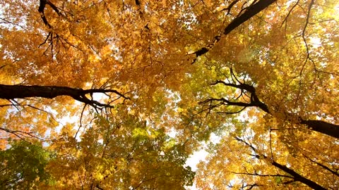 NATURAL BEAUTY OF TREES IN THE FOREST