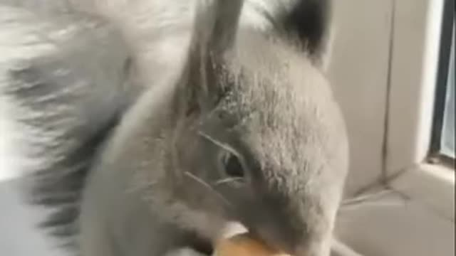 Smart squirrel