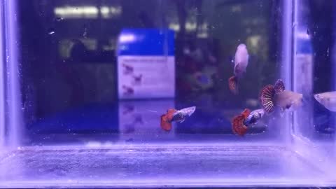 Red super short guppies