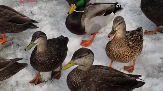 flock-of-ducks-in-winter