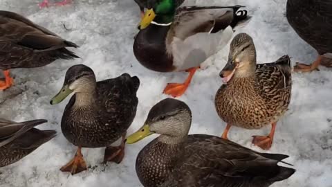 flock-of-ducks-in-winter