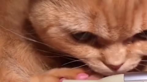 How dare you 😾