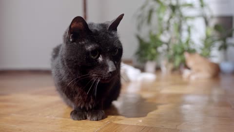 In this video you can see some naughty and sweet moments part-2 (New Cat Video)