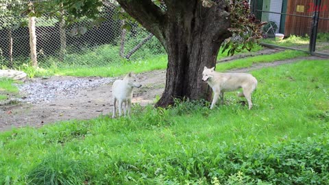 Female Wolf Finds A Friend