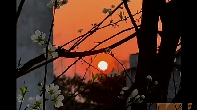 The setting sun under the tree