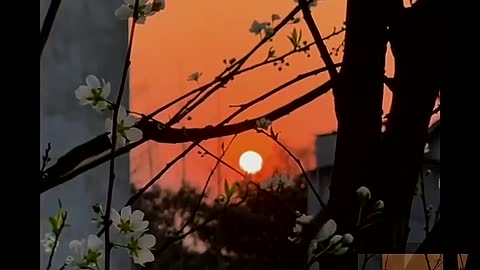 The setting sun under the tree