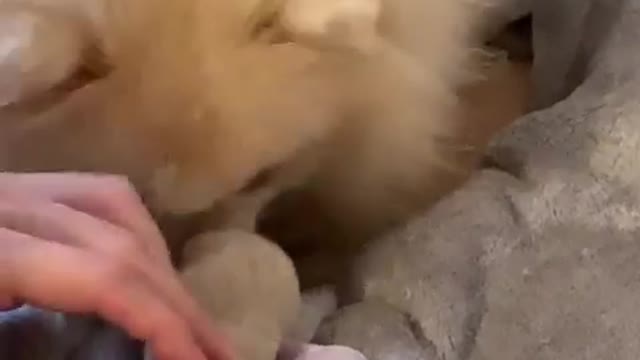 Cute puppy eating milk