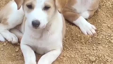 funny baby dogs is the hardest try not to laugh challenge