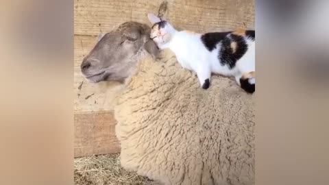 Cat giving soothing massage to the sheep is lovable