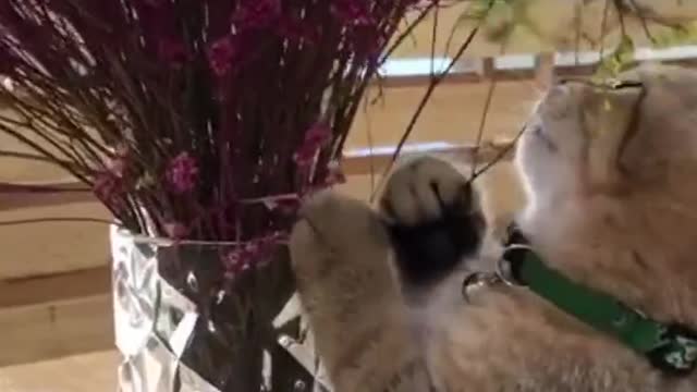 My cat and funny moments
