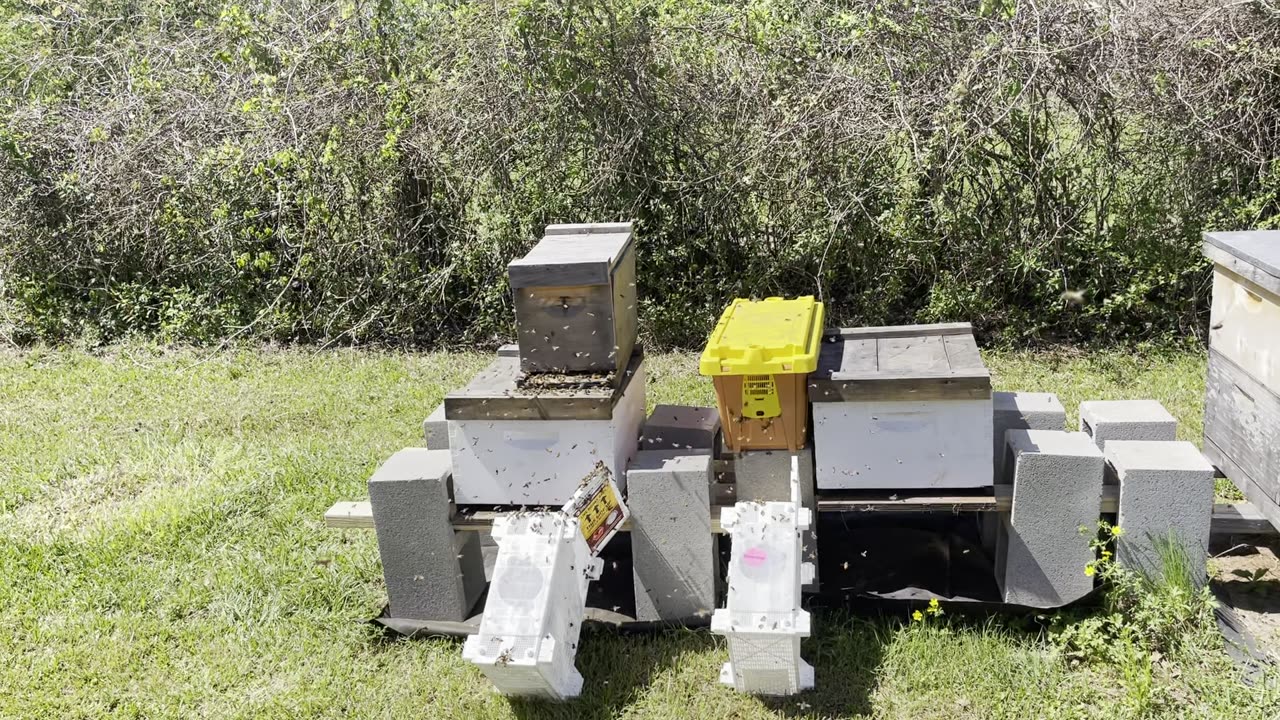 ELM GROVE APIARY! Beekeeping early days!