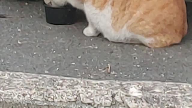 Street cat eating hungry