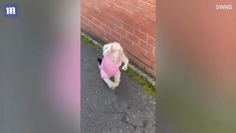 Dog does HANDSTAND_ Hilarious moment pup walks on front legs to pee