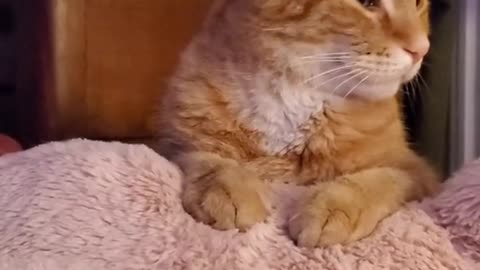 ginger#sweetboy#fyp