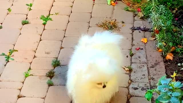 Cute dog | Cute pets | Dog lover | #animal lover