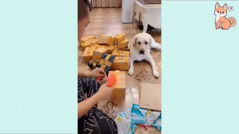 Cute Pets And Funny Animals Compilation 2021 #22