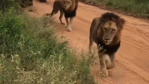 Funny lion moment