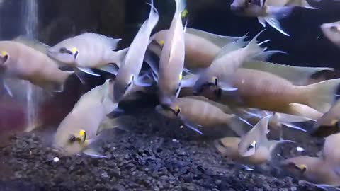 Beautiful fish swim in the aquarium