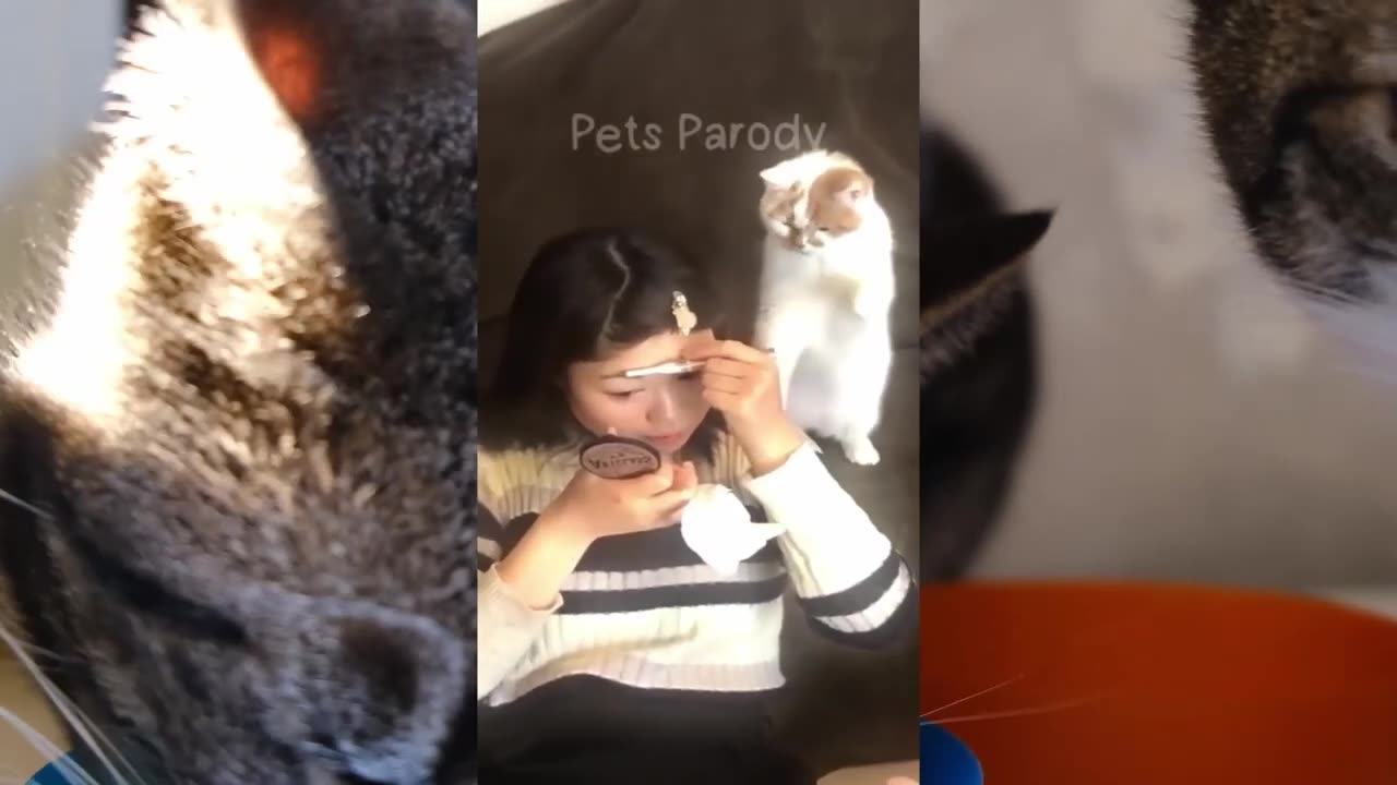 Funny Animals World