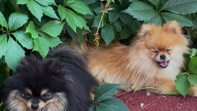 Dogs on the Leaves of a Plant