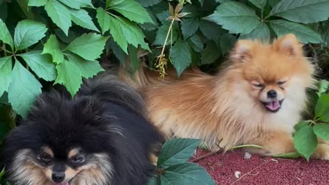 Dogs on the Leaves of a Plant