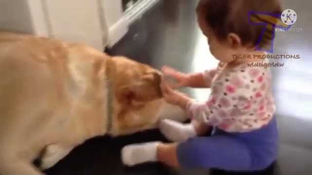 Cute baby was playing with the patience golden retriever