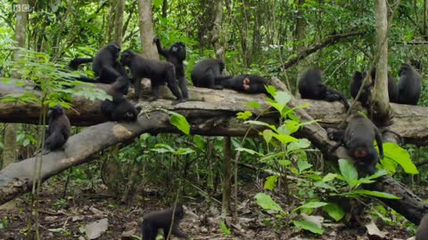 Cute Affectionate Monkeys | Lands of the Monsoon | BBC Earth