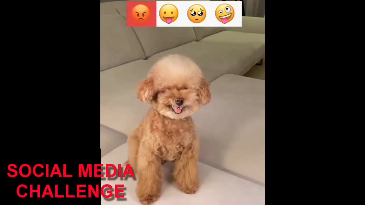 small Funny ,Cute puppy