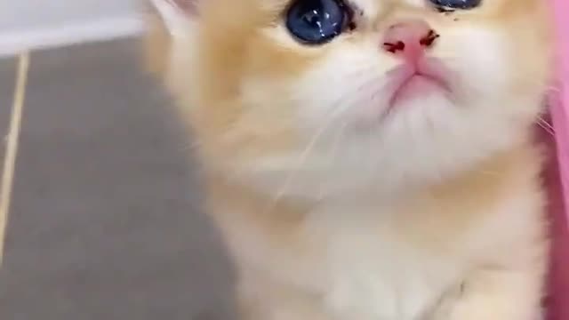 Cute kitty 🐈🐈🐈