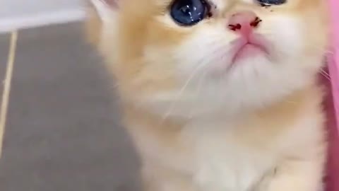 Cute kitty 🐈🐈🐈