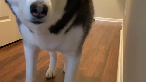 Husky Sneaks Up On Owner By Acting INVISIBLE!!!!