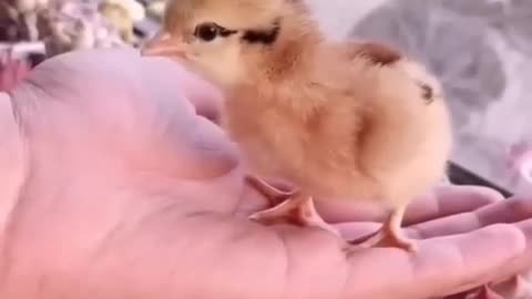 How A Chick Born From A Egg 🐣 - Interesting Video - 😱