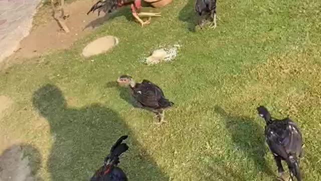 Cute Rooster Videos | Cute Chicken Videos