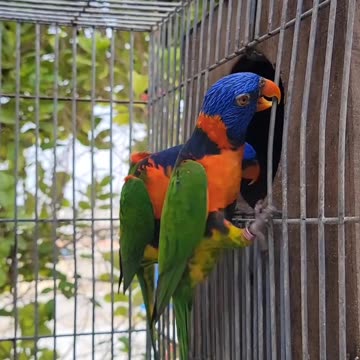 Australian Rainbow Lorikeet Breeding lori #lorikeet #lorikeets