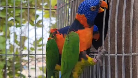 Australian Rainbow Lorikeet Breeding lori #lorikeet #lorikeets