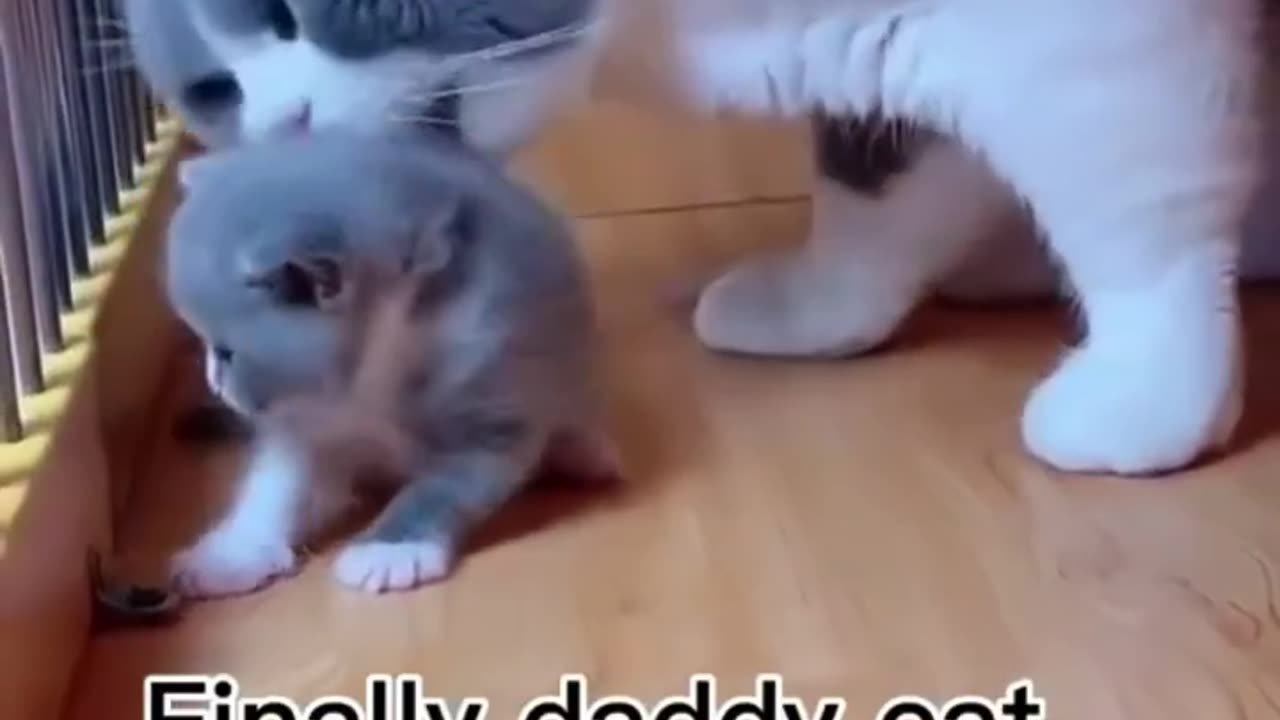 Cat and dog video funny viral daddy caat