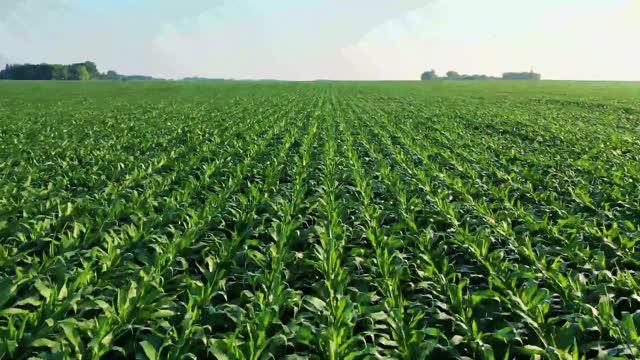 Drone captured rapidly closest footage of farm crops