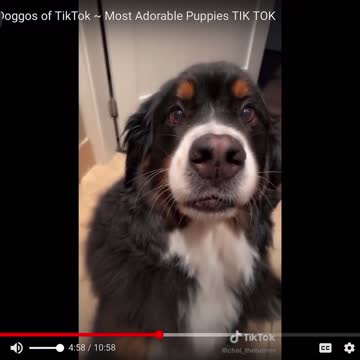 Funny dog video!!!