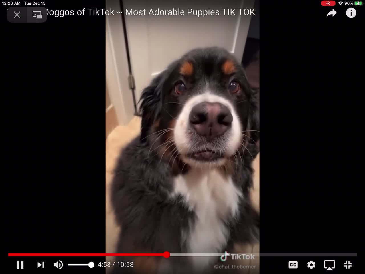 Funny dog video!!!