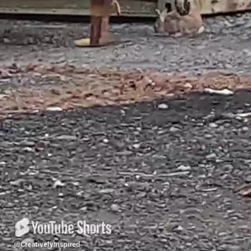 omg all the RABBITS 🐇 that live on this street is SO COOL. I want to live with all the RABBITS lol