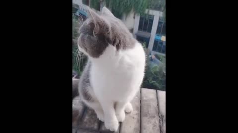 Cute Baby Animals Videos Compilation _ Funny and Cute Moment of the Animals #93