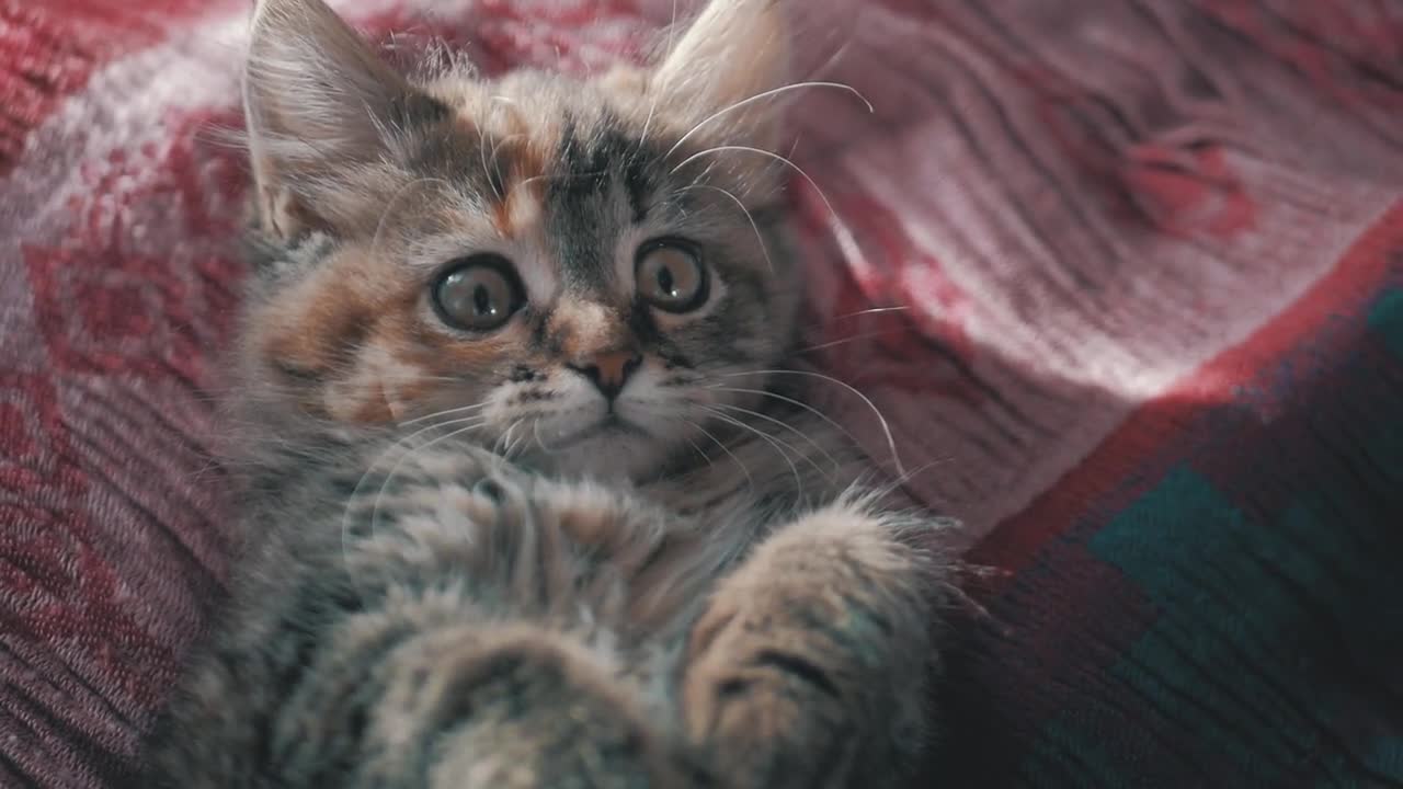 Cute beautiful kitten at home. Curious gray kitten. Small pet