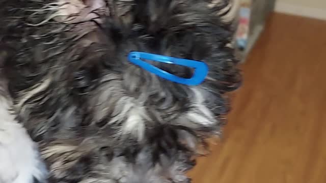 Dog Pet Puppy Grooming Barets and Bows