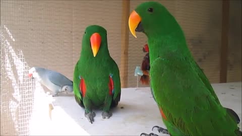 Parrot Talking Videos Compilation P1 Super Dogs